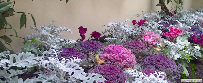 SEASONAL PLANTING