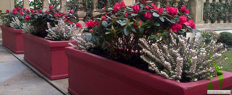 BOX & VERTICAL PLANTING